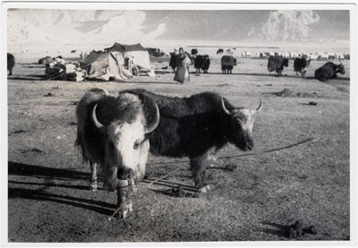Yaks grazing outside Lhasa