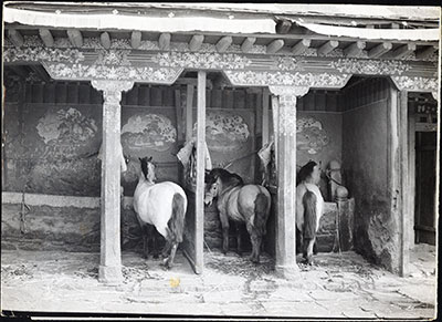 Horses in Norbu Lingka stables