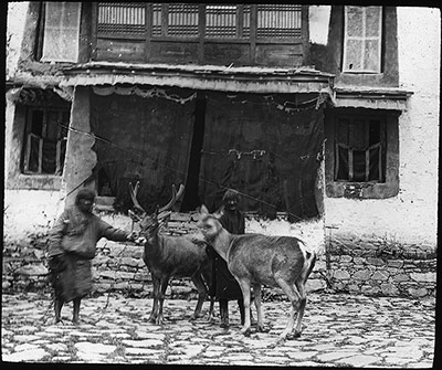 Stag outside Reting Monastery, 1921