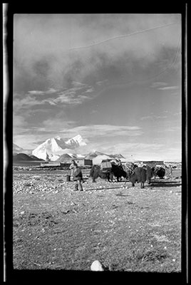 Laden yaks on Sangjan plain