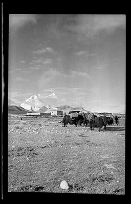 Laden yaks on Sangjan plain