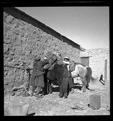 Mail ponies being laoded at Gyantse