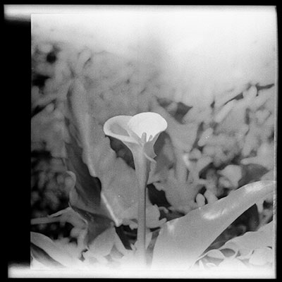 Arum flower