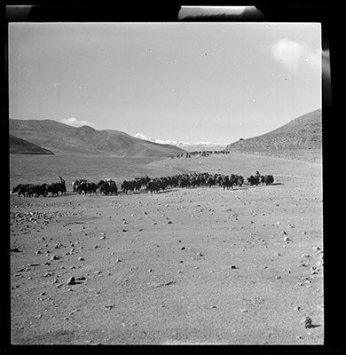 Caravan of yaks passing by the Yamdrok Tso Lake