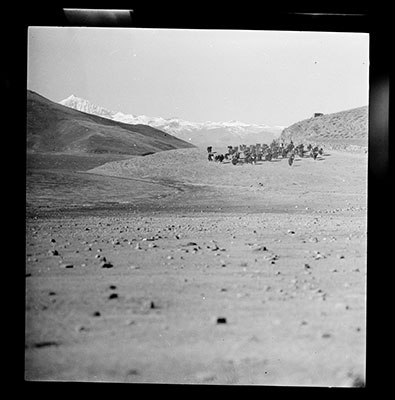 Caravan of sheep beside the Yamdrok Tso Lake