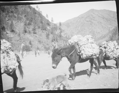 Pack mules passing through Yatung