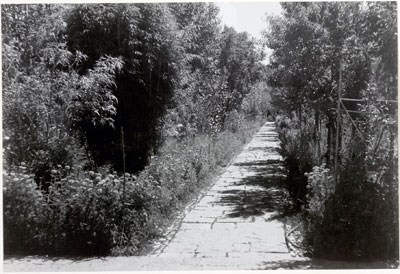 Norbu Lingka garden path