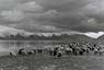 Sheep by Dochen lake. Semi-distant