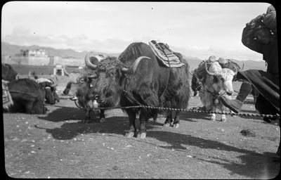 Yaks outside Phari