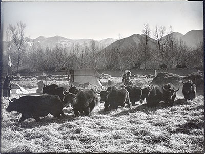 Yaks treading out barley outside Lhasa