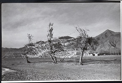 Trees with prayer flags by Gyantse bridge