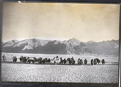 Yaks on Sera plain