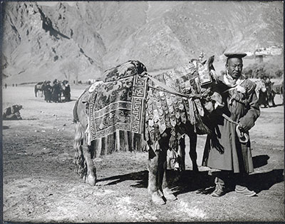 Regent's horse with elaborate saddle