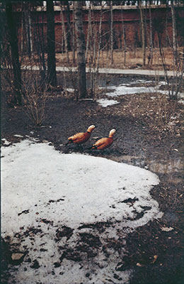Brahminy ducks