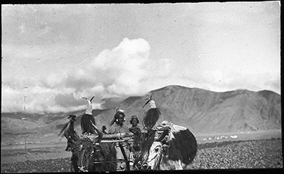 Yaks ploughing near Ganden