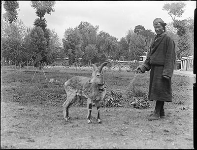 Wild sheep or burrhel in Norbu Lingka
