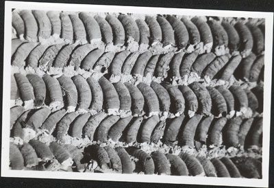 Wall made of animal horns