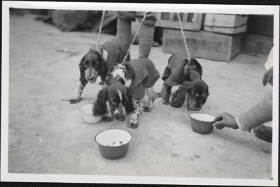 Dogs being fed at Phari