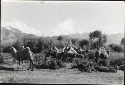 Camels in Lhasa