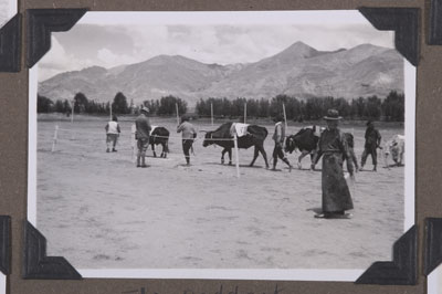 Cows at Gyantse races