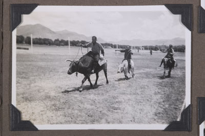 Cows at Gyantse races