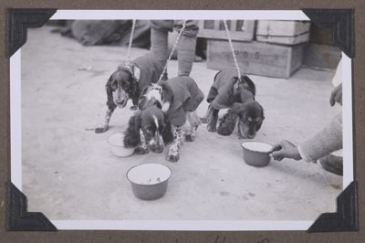 Dogs being fed at Phari