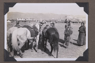 Horses at Phari