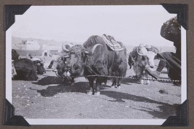 Yaks outside Phari