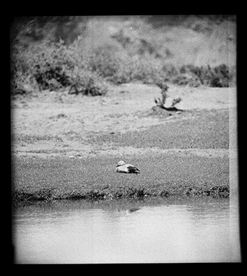 Bar-headed goose