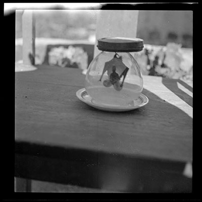 Bat in a jar
