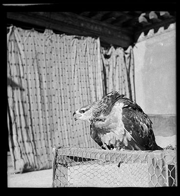 Kite sitting on a cage