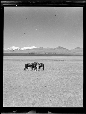 Richardson's horses on shores of Phuma Tso Lake