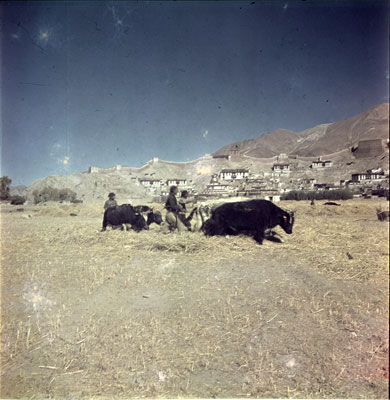 Threshing at Gyantse
