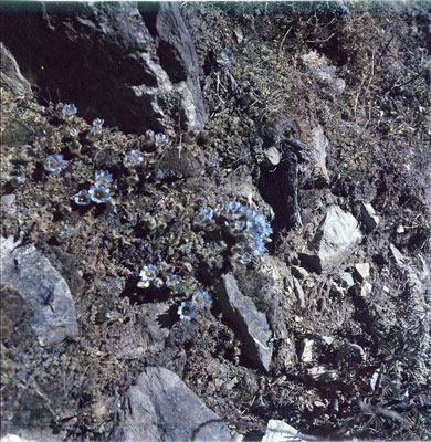 Gentians on the Gyantse Road
