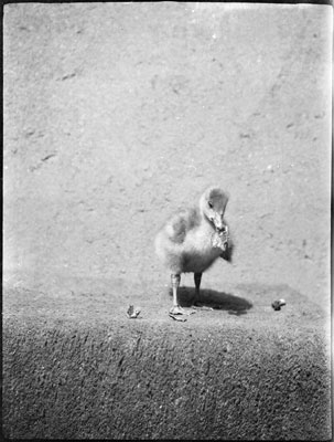 Leslie, a bar-headed goose
