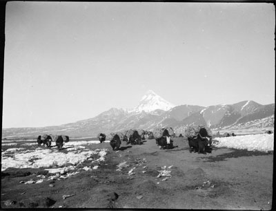 Yaks in Phari