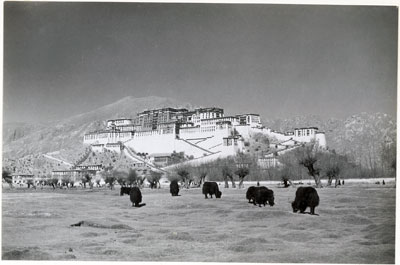 Potala with yaks grazing