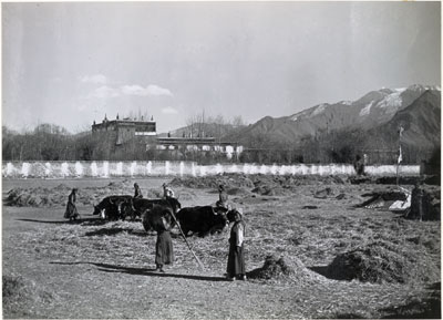 Threshing barley near Shide Drokhang
