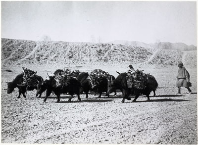Yaks carrying firewood in Lhasa Valley