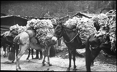 Mules carrying wool in the Chumbi Valley