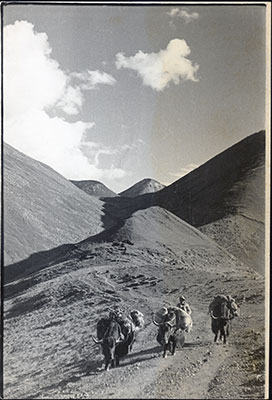 Yaks on the Mundu La, south east of Lhasa