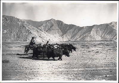 Yaks and trader in Lhasa Valley