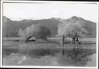 Willow trees in marsh behind Potala Palace