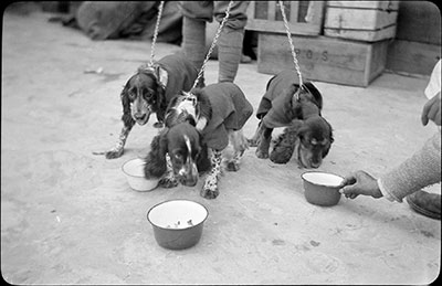 Dogs being fed at Phari