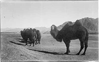 Camel ridden by Dalai Lama on return to Lhasa in 1909