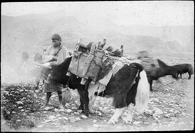 Yak carrying two small children