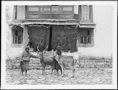 Stag outside Reting Monastery, 1921