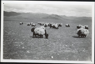 Yaks laden with wool to sell in India