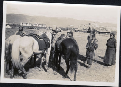 Horses at Phari