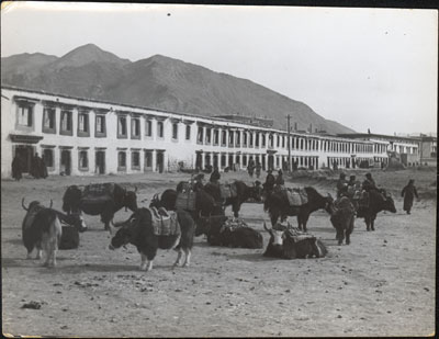 Yaks in street in outer Lhasa